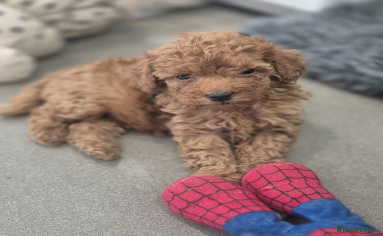 Miniature Poodle dogs - Advert 4