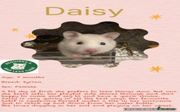 Hamster rodents for sale: Hamsters for adoption  - Image 2