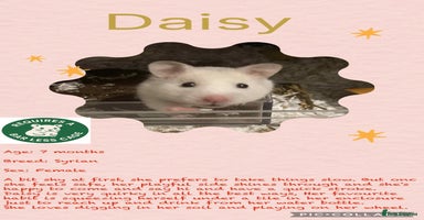 Hamster rodents - Advert 7