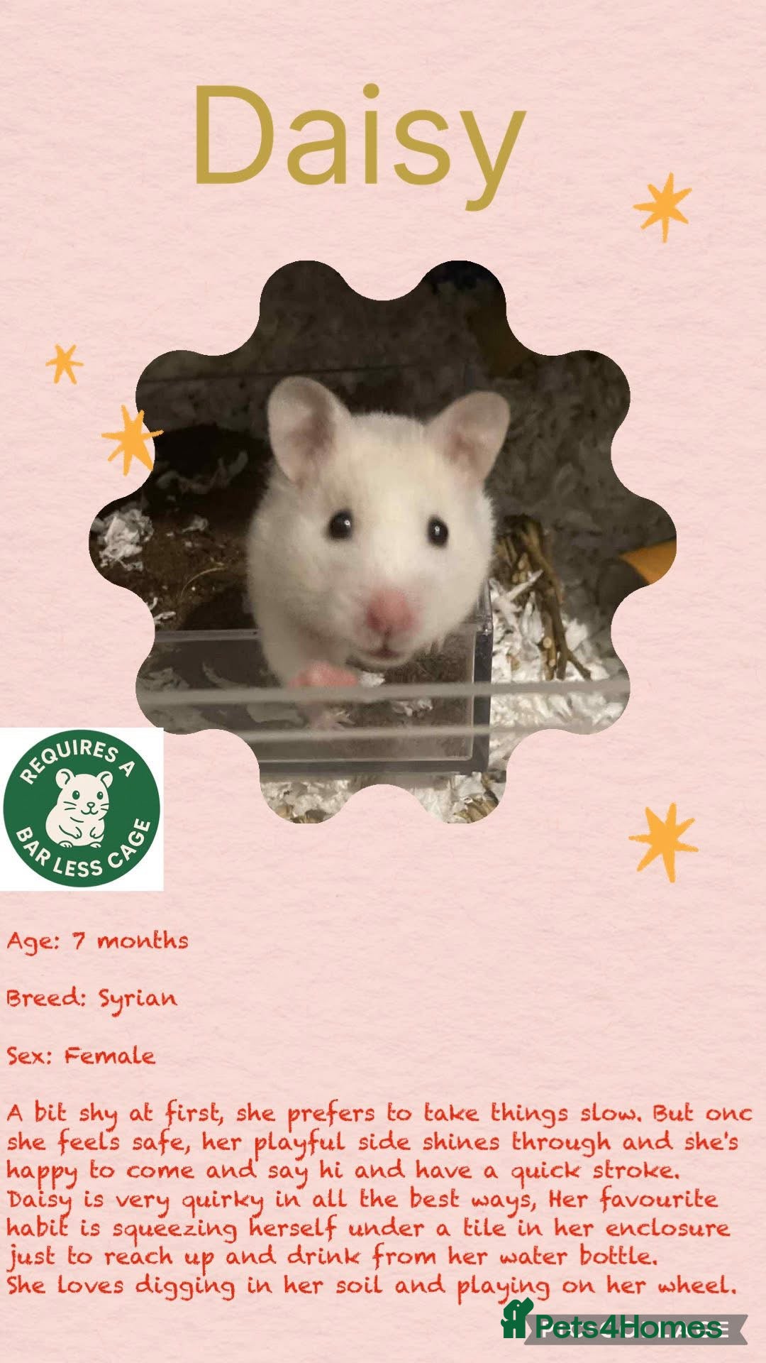 Hamster rodents for sale: Hamsters for adoption  - Image 2