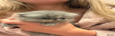 Persian 5