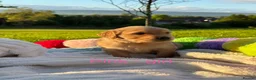 Golden Retriever dogs for sale: MGolden Retriever Puppies – Ready from 12th June - Advert 12