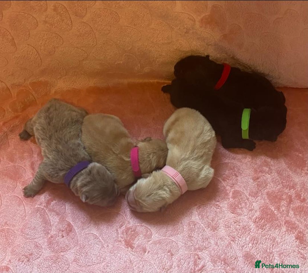 Chow Chow dogs for sale: 🌟Quality Chow Chow Puppies-ChampionLines🌟 - Image 24