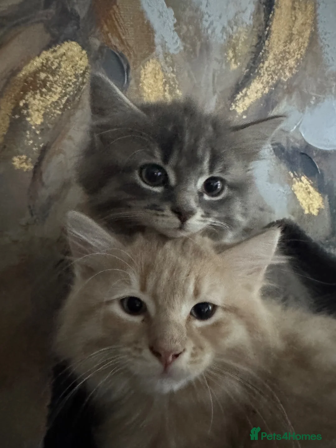 Mixed Breed cats for sale: Kittens Ready To Go! - Advert 1