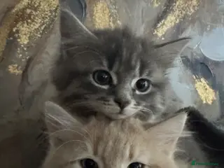 Mixed Breed cats Kittens Ready To Go! - Advert 1