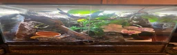 Gecko reptiles for sale: Stunning pair of breeding geckos - Advert 3