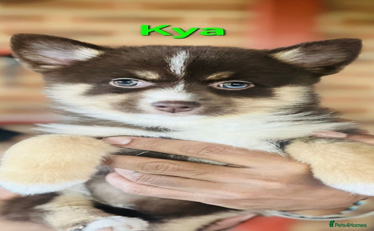 Pomsky dogs - Advert 1