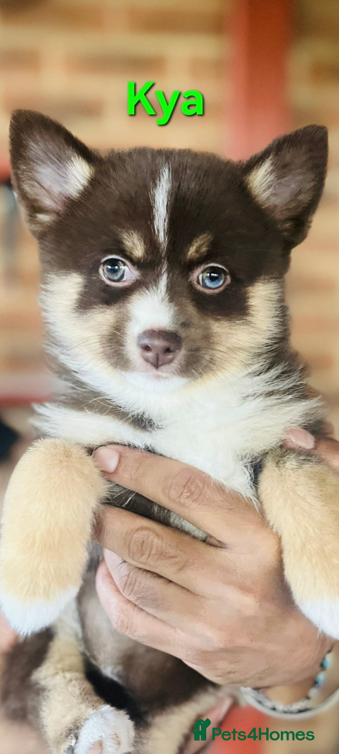 Pomsky dogs for sale: Ready now -Stunning F4 Pomskies, 6kg as adults  - Image 5