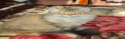 British Longhair cats for sale:  Tica registered BLH/BSH golden shaded  kittens  - Advert 14