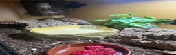 Skink reptiles for sale: Northern Blue Tongue Skink 6 Months Old Male in Wallsend - Advert 15