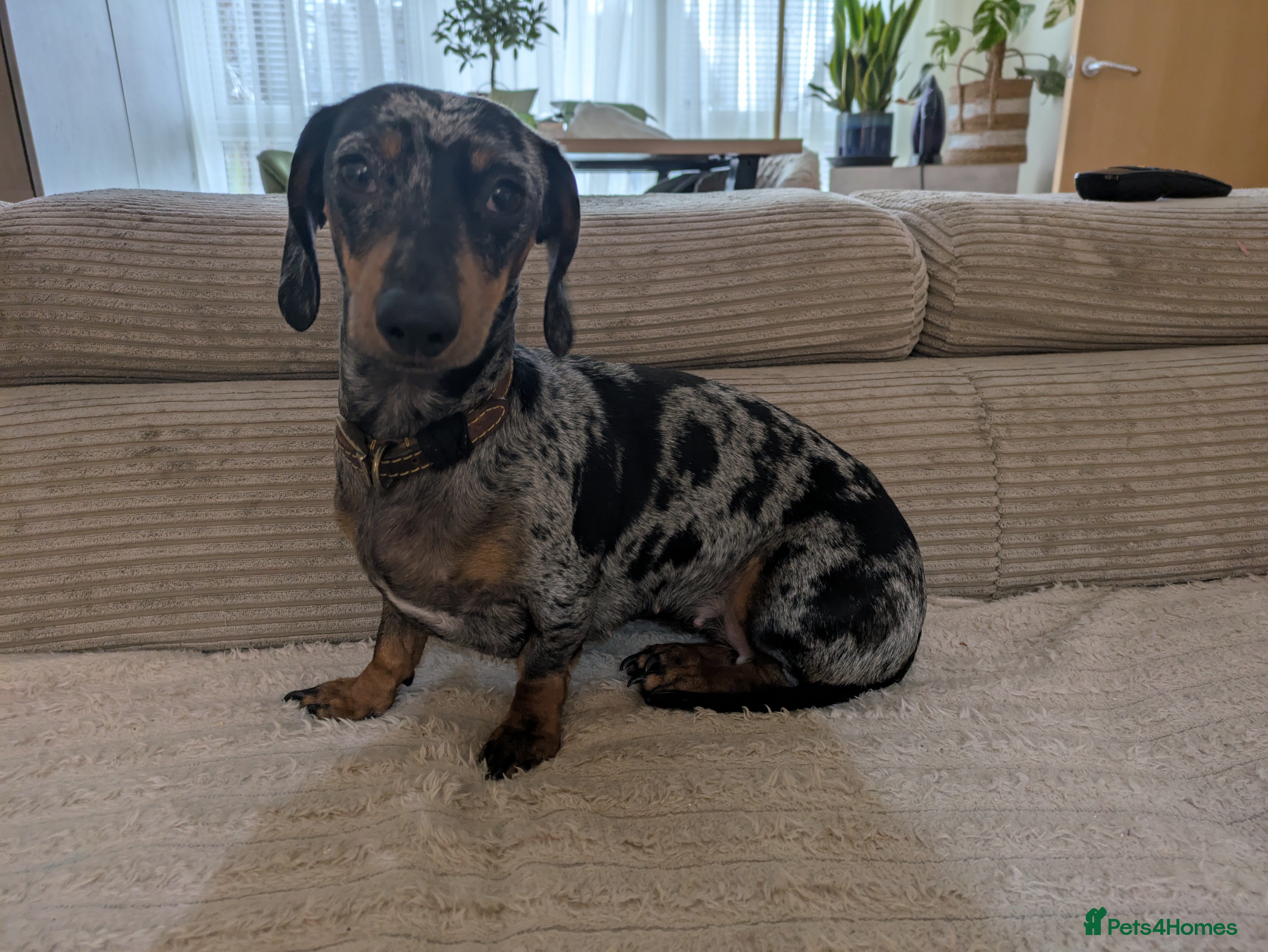 Dachshund dogs Looking for a stud dog - Advert 4