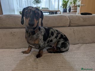 Dachshund dogs Looking for a stud dog - Advert 4