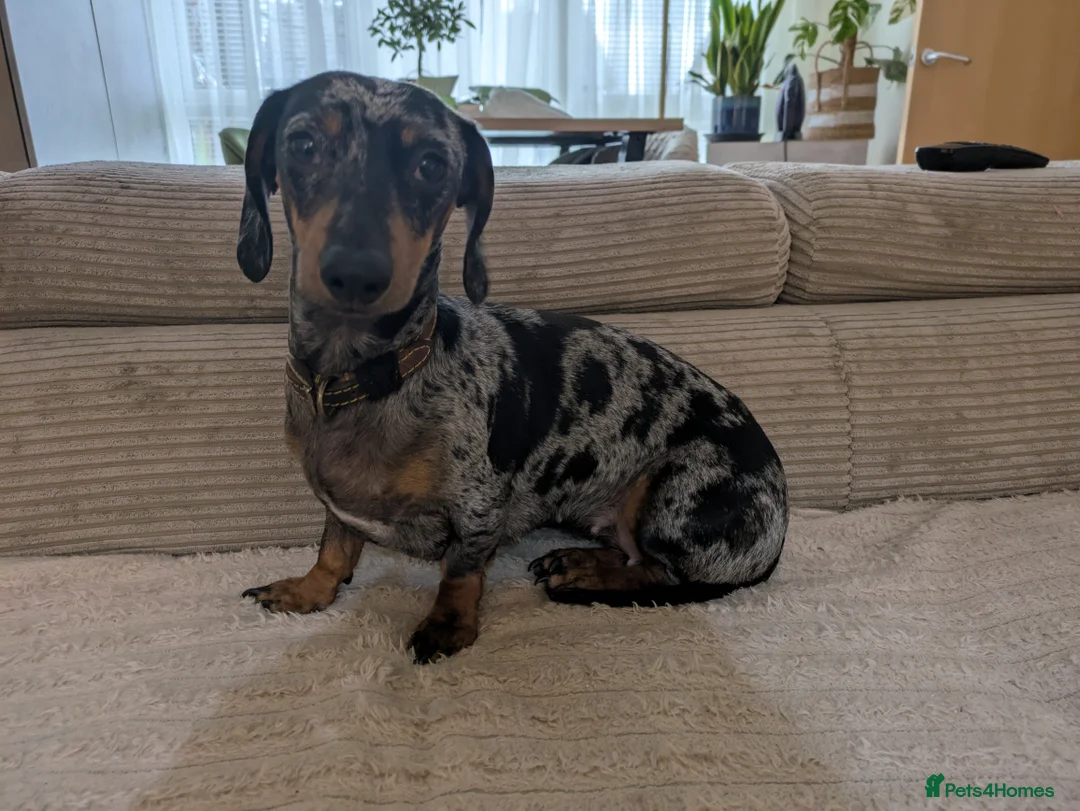 Dachshund dogs for stud: Looking for a stud dog - Advert 1