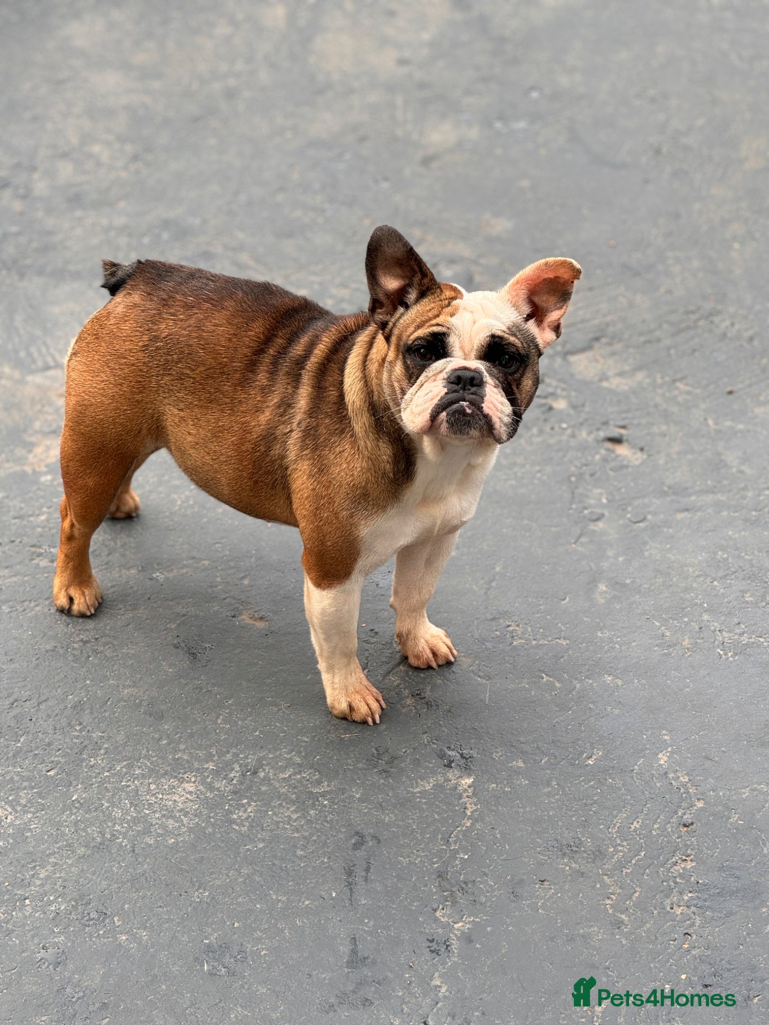 English Bulldog dogs Female miniature English bulldog  - Advert 8