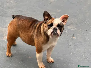 English Bulldog dogs Female miniature English bulldog - Advert 8