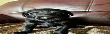 Labrador Retriever 5