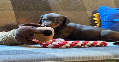 Miniature Dachshund dogs - Advert 13
