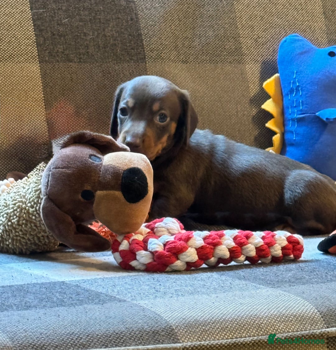 Miniature Dachshund dogs for sale: 5 Gorgeous Miniature Dachshund Puppy Ready Now 🐾 - Image 3