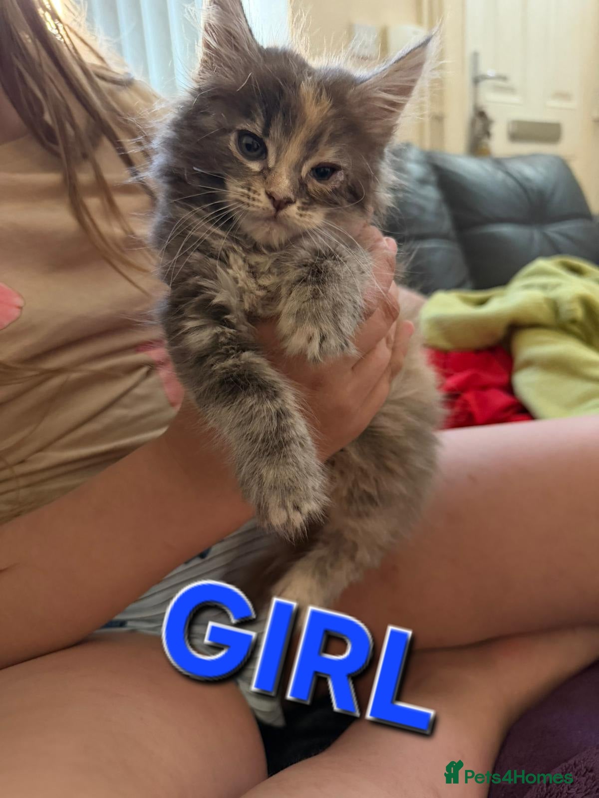Maine Coon cats Maine Coon Kittens for Sale – Pure Cuteness! - Advert 1