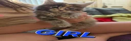 Maine Coon cats for sale: Maine Coon Kittens for Sale – Pure Cuteness! - Advert 6