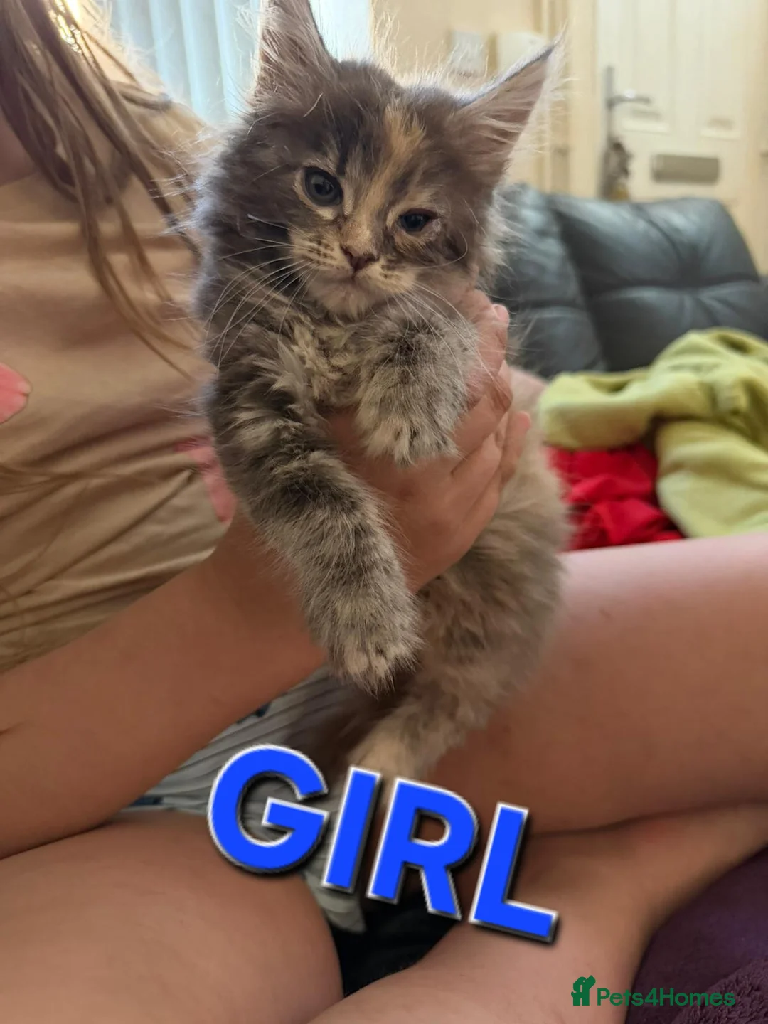 Maine Coon cats for sale: Maine Coon Kittens for Sale – Pure Cuteness! - Advert 1