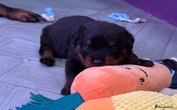 Rottweiler dogs for sale: Beautiful Purebred Rottweiler Puppy - Image 5