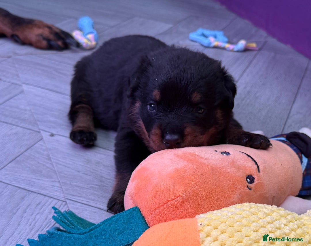 Rottweiler dogs for sale: Beautiful Purebred Rottweiler Puppy - Image 5