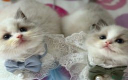 Ragdoll cats for sale: Blue eyes Blue-Bicolor kittens  - Image 6