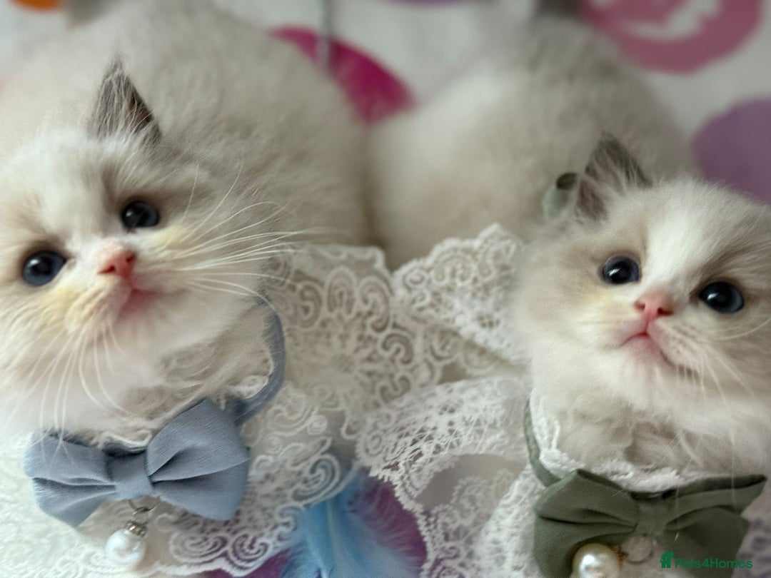 Ragdoll cats for sale: Blue eyes Blue-Bicolor kittens  - Image 6