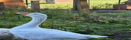 Geese poultry for sale: Beautiful White Gander – 4 Years Old in Tadworth - Advert 3