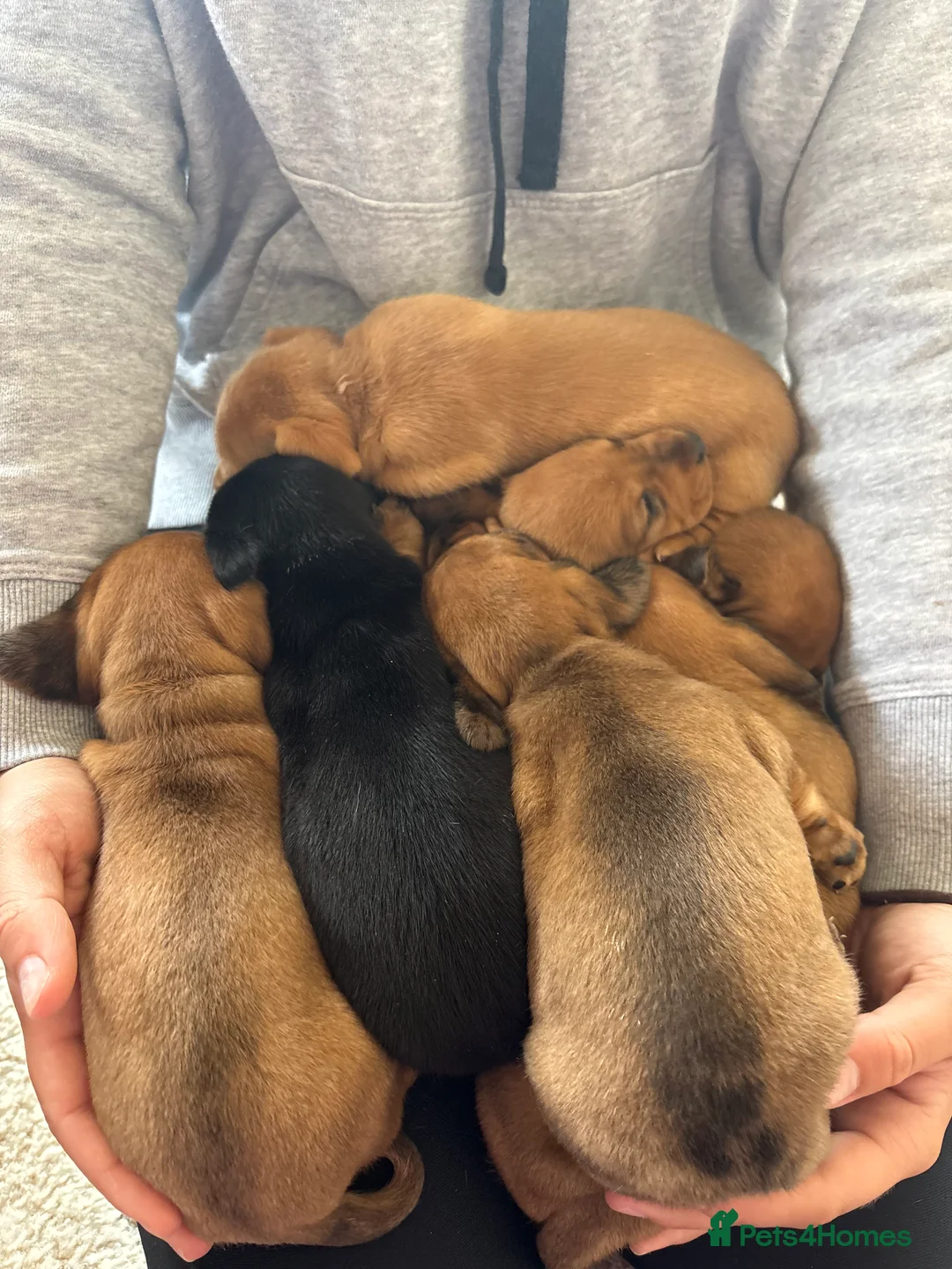 Dachshund dogs for sale: 7 gorgeous minature dachshund puppy’s🐶 - Advert 12