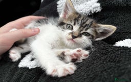 Domestic Shorthair cats for sale: Cute little kitten looking for his forever home - Image 3