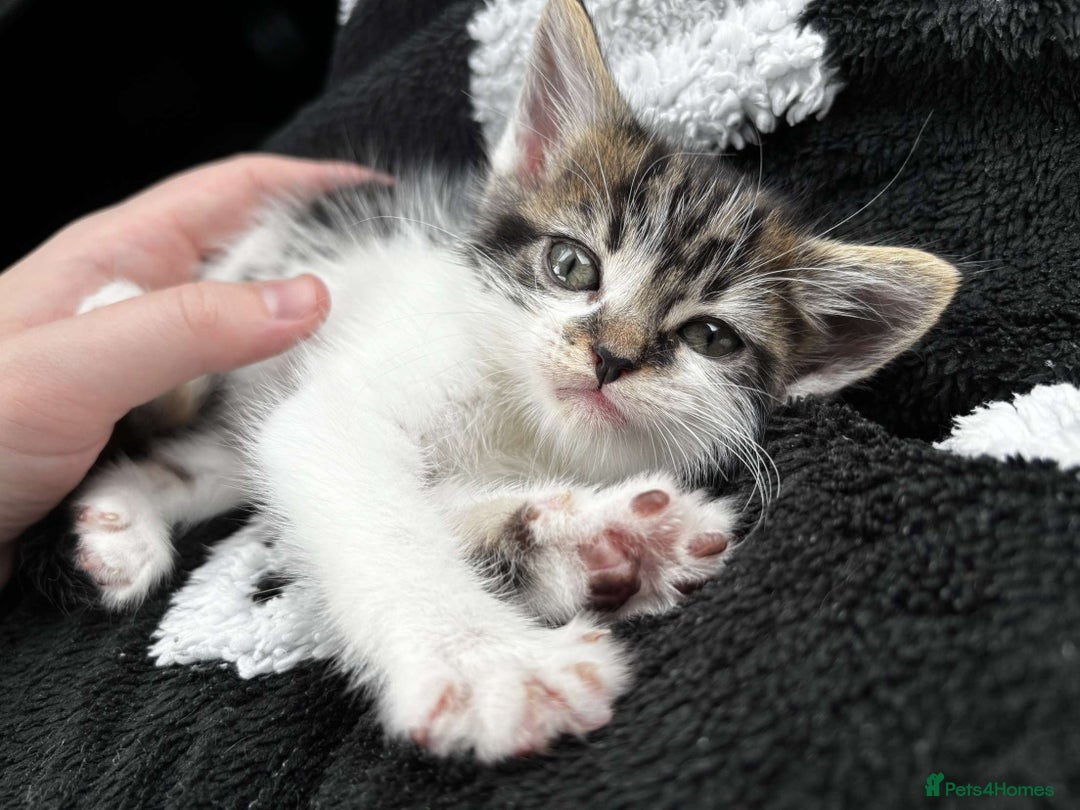 Domestic Shorthair cats for sale: Cute little kitten looking for his forever home - Image 3