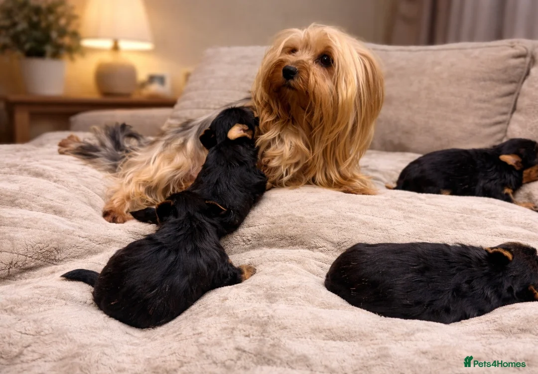Yorkshire Terrier dogs for sale: YORKIE PUPPIES - Advert 9