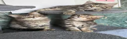 Norwegian Forest Cat cats for sale: Beautiful Females available  - Advert 3