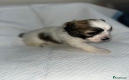 Shihpoo dogs for sale: Shihpoos  - Image 9