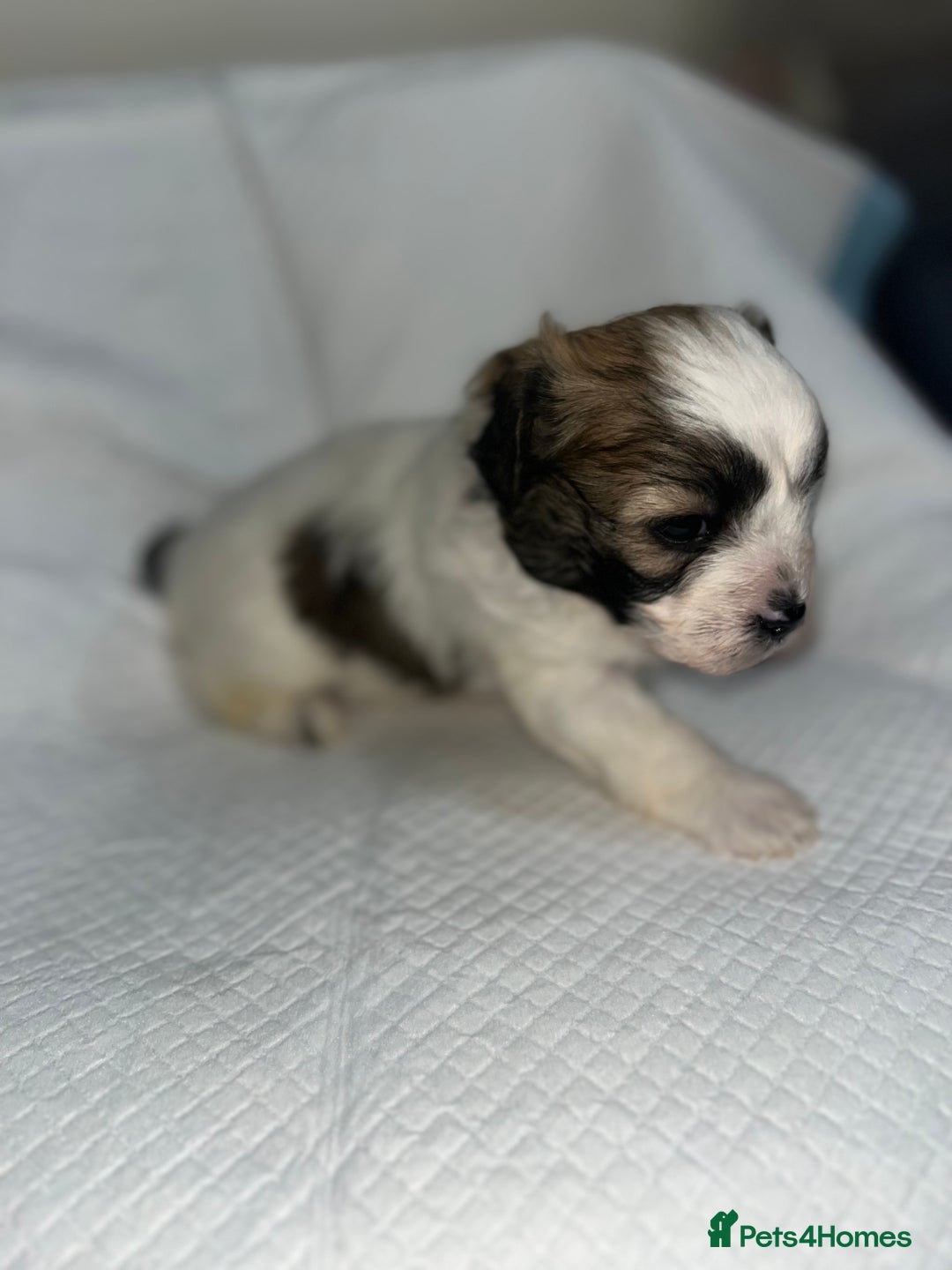 Shihpoo dogs for sale: Shihpoos  - Image 9