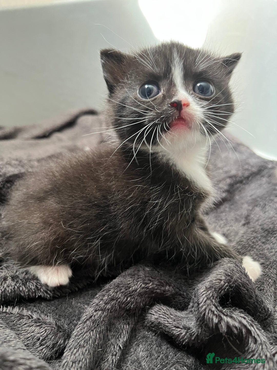 British Shorthair cats for sale: British blue x - Image 9
