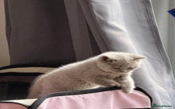 British Shorthair cats for sale: 2 female British blue shorthair  - Image 4