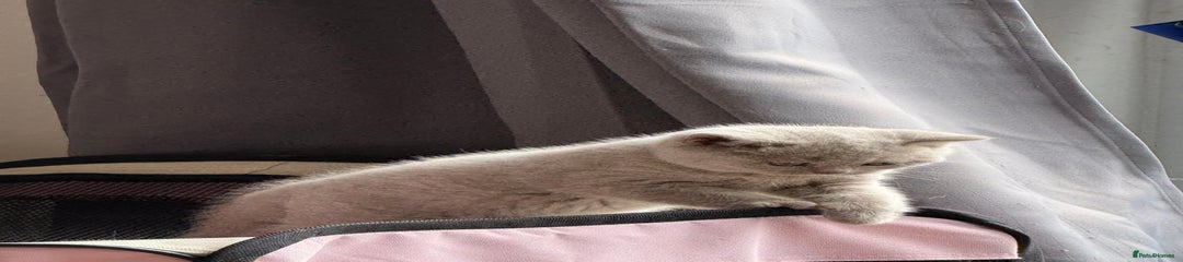 British Shorthair Kitten 2