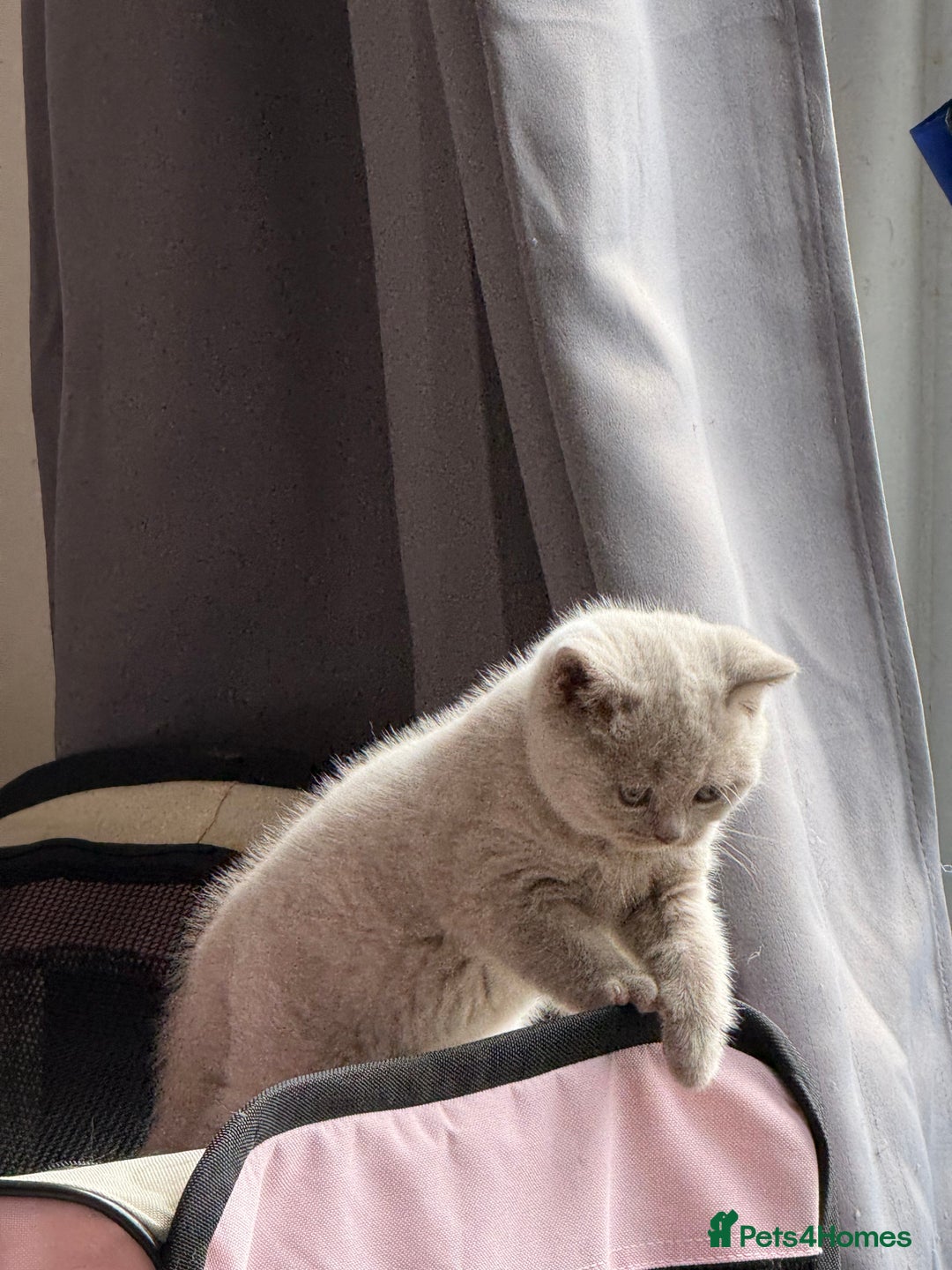 British Shorthair cats for sale: 2 female British blue shorthair  - Image 4