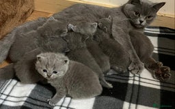 British Shorthair cats for sale: READY NOW!!Pedigree British Short Hair Kittens - Image 15