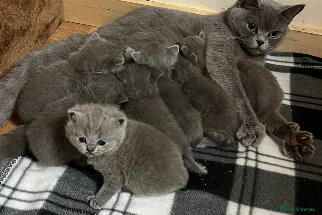 British Shorthair cats for sale: READY NOW!!Pedigree British Short Hair Kittens - Image 15