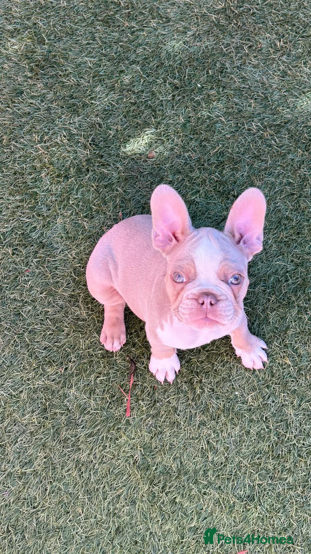 French Bulldog dogs for stud: Tiny 8kg Isabella and tan quad  - Advert 38