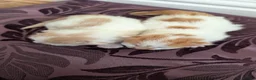 Mixed Breed cats for sale: £40 each or 2 for £70 - read description :) in Liverpool - Advert 6