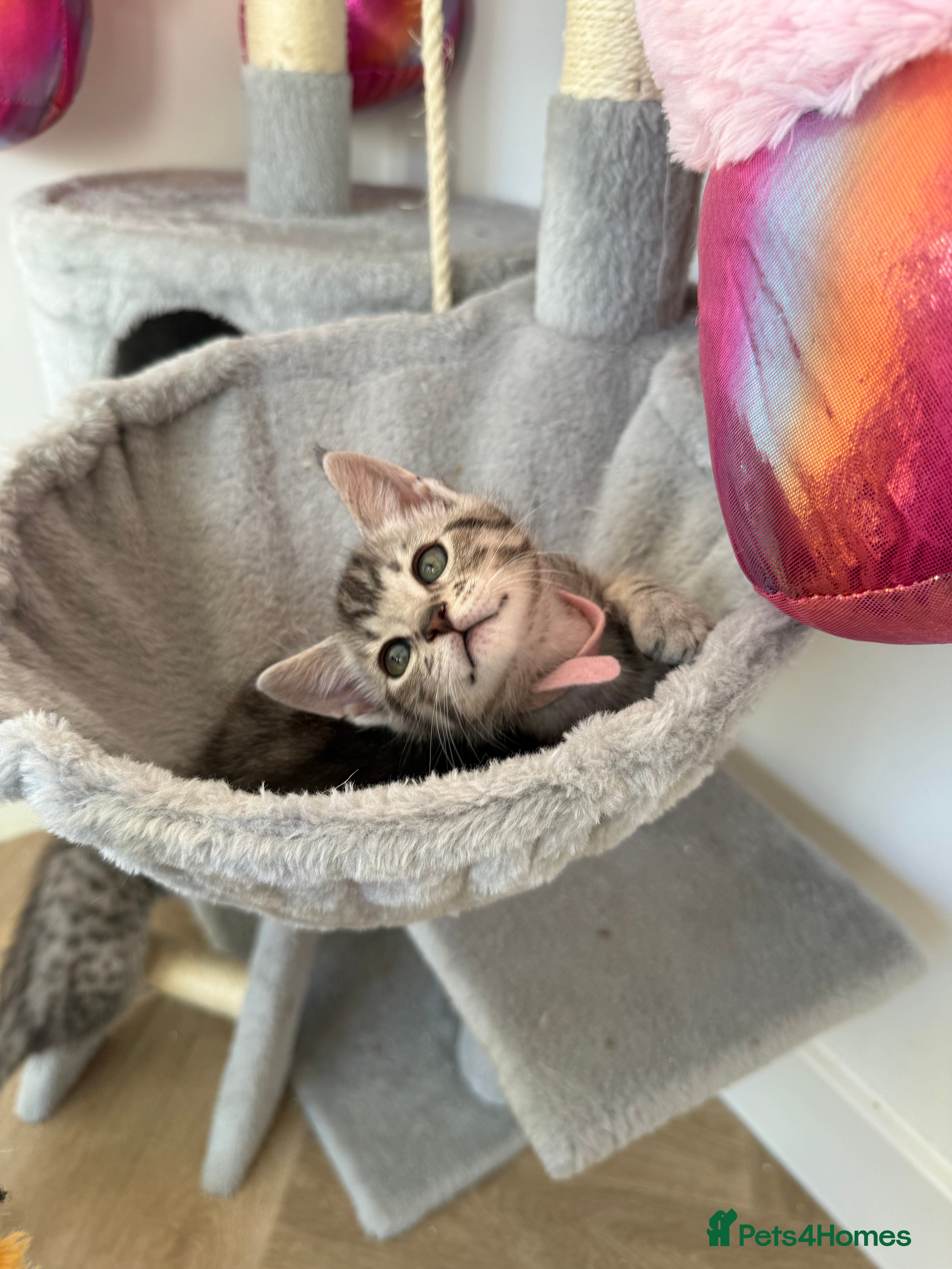 Maine Coon cats Maine Coon × F5 Savannah Kittens HEALTH TESTED - Advert 4