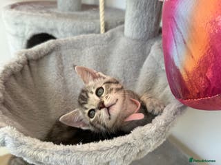 Maine Coon cats Maine Coon × F5 Savannah Kittens HEALTH TESTED - Advert 4