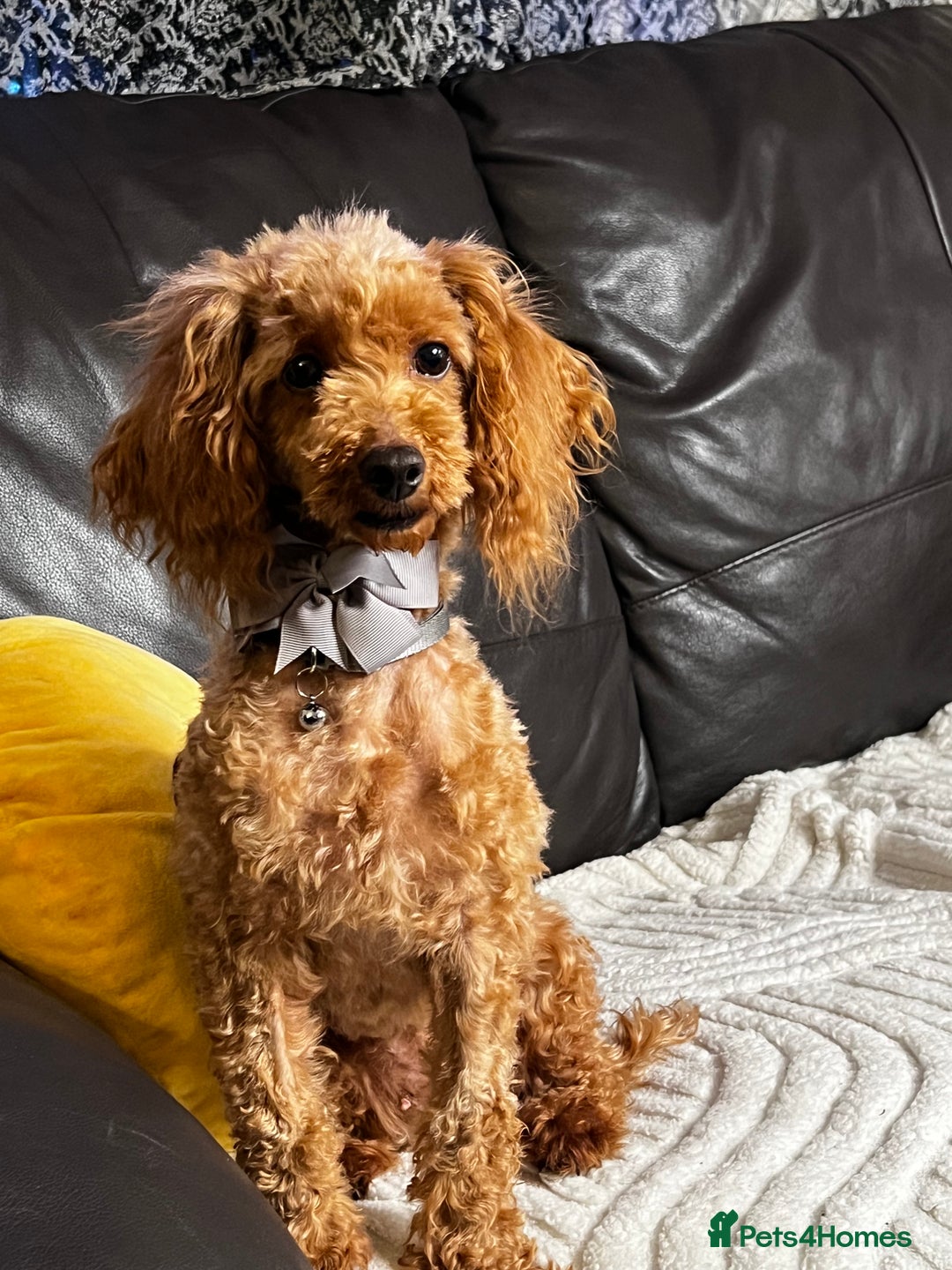 Toy Poodle dogs for sale: ❤️🐶 Gourgeous toy poodle female 🐶❤️ - Advert 3