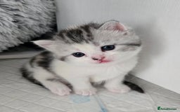 Perdoll cats for sale: Persian x ragdoll - Image 5