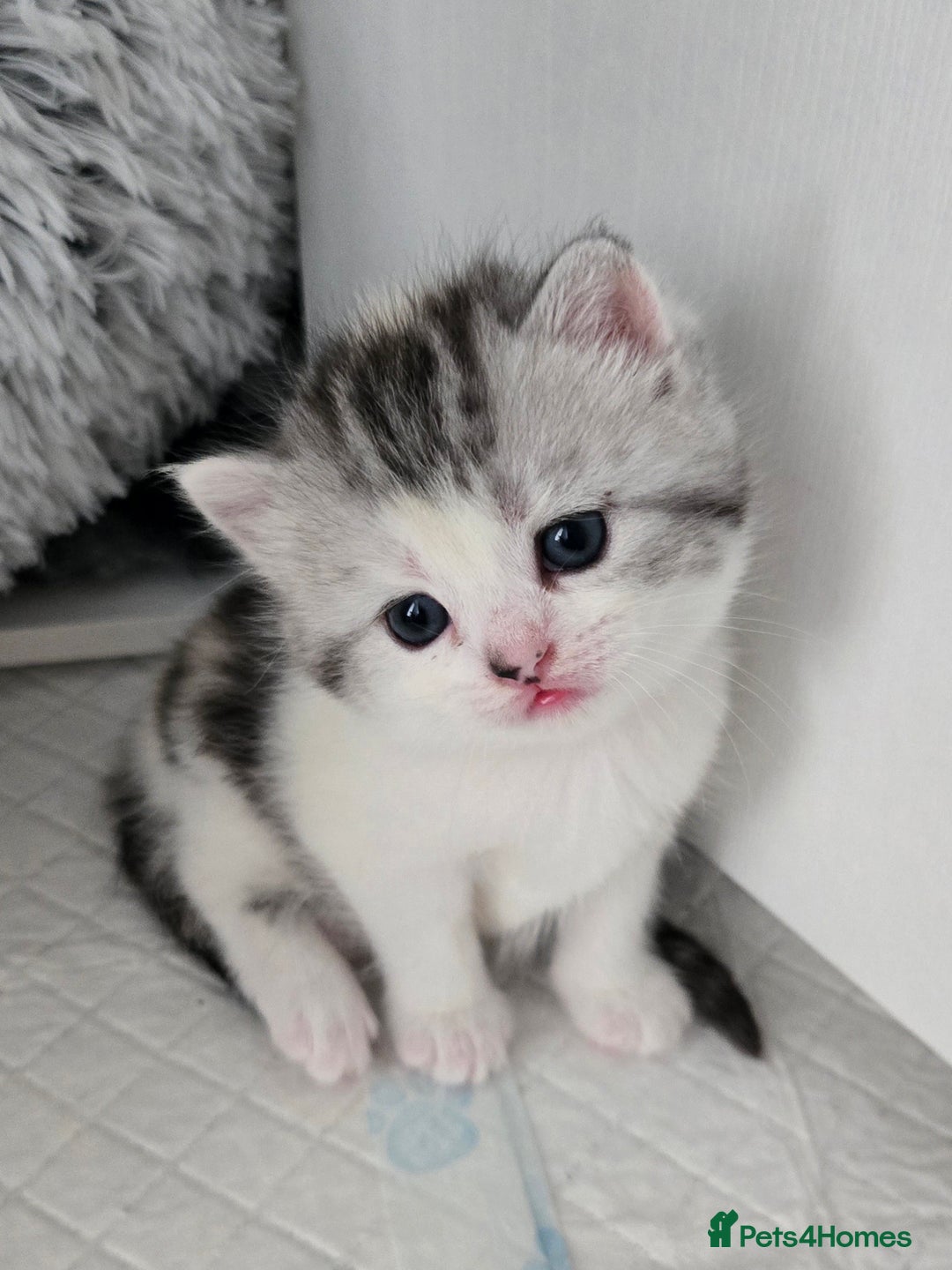 Perdoll cats for sale: Persian x ragdoll - Image 5